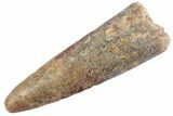 Fossil Spinosaurus Tooth - Feeding Worn Tooth #368136-1